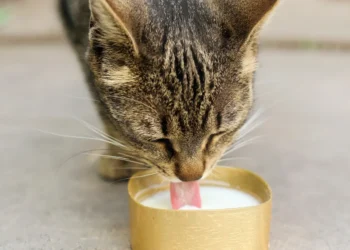peut-on-donner-du-lait-de-chevre-a-un-chat