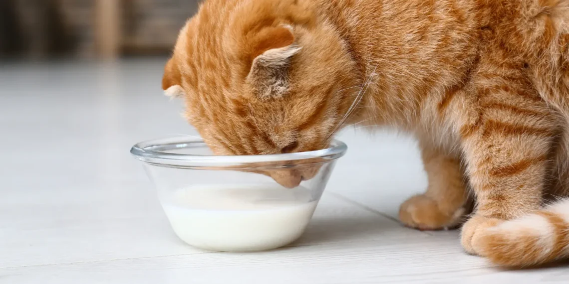Peut-on donner du lait de coco aux chats