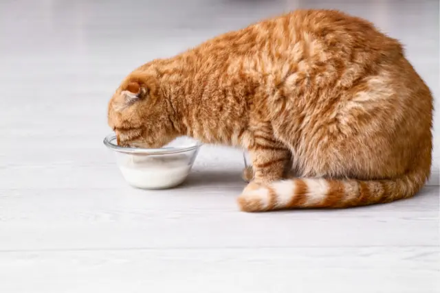 peut-on-donner-du-lait-de-coco-aux-chats-2