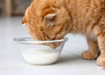 Peut-on donner du lait de coco aux chats