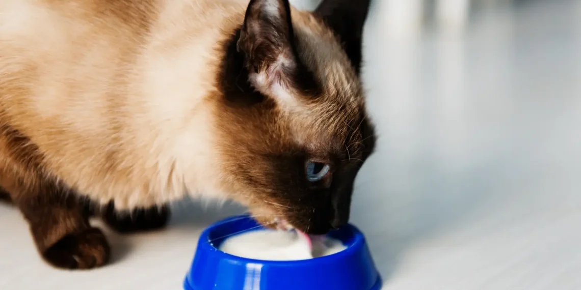 peut-on-donner-du-lait-de-soja-a-un-chat
