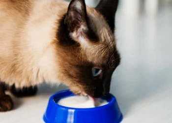 peut-on-donner-du-lait-de-soja-a-un-chat