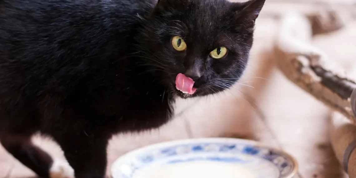 peut-on-donner-du-lait-sans-lactose-au-chat