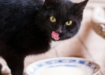 peut-on-donner-du-lait-sans-lactose-au-chat