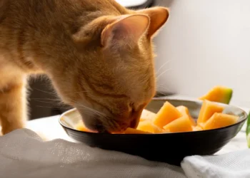 peut-on-donner-du-melon-aux-chats