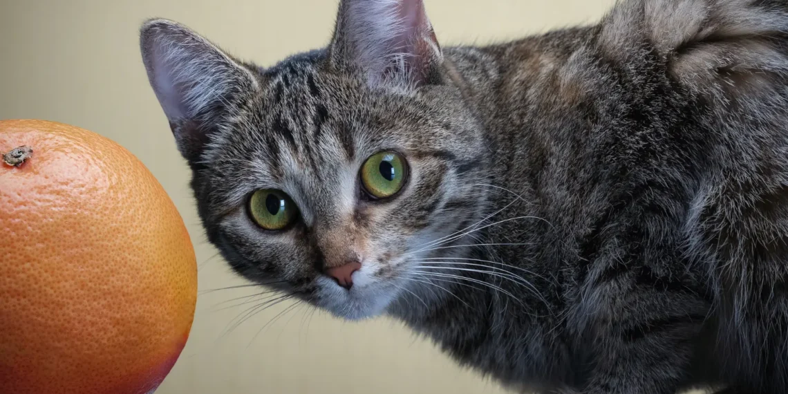 peut-on-donner-du-pamplemousse-a-son-chat