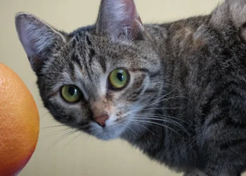 peut-on-donner-du-pamplemousse-a-son-chat