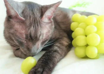 peut-on-donner-du-raisin-a-un-chat