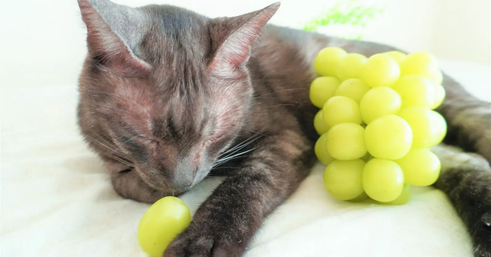 Peut-on donner du raisin à un chat?