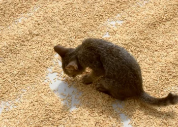 peut-on-donner-du-riz-aux-chats