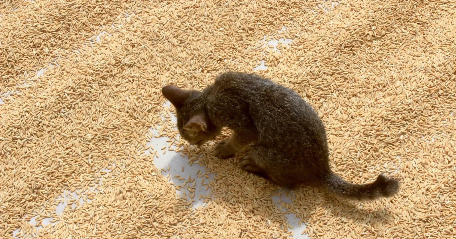 Peut-on donner du riz aux chats
