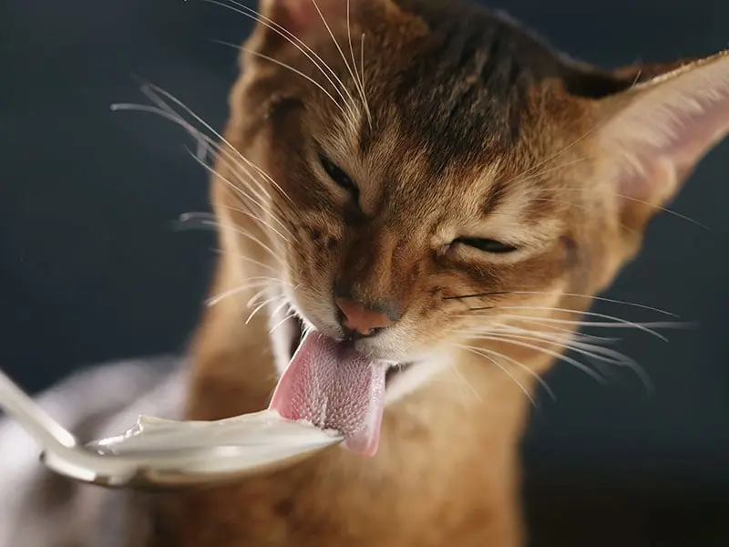 peut-on-donner-du-yaourt-aux-chats-1