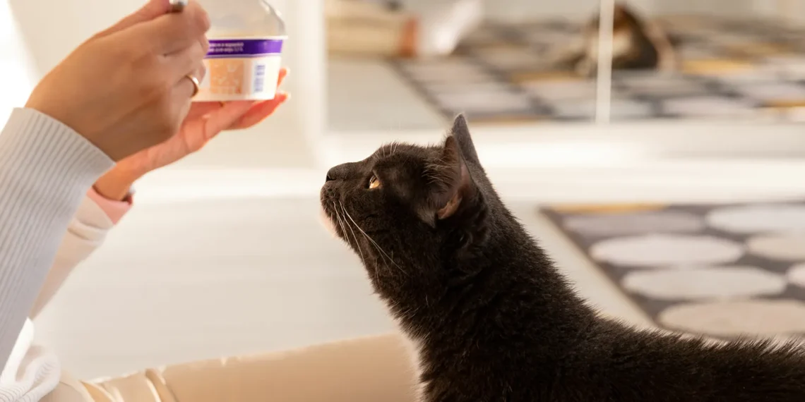 peut-on-donner-du-yaourt-aux-chats