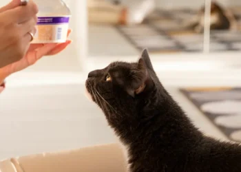 peut-on-donner-du-yaourt-aux-chats