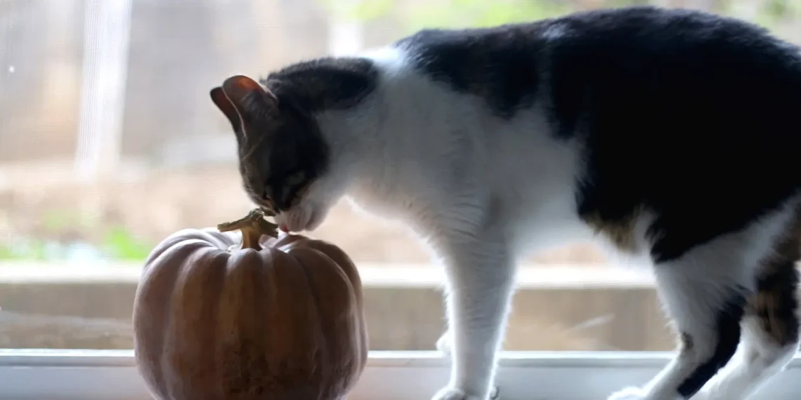 peut-on-donner-de-la-citrouille-a-son-chat