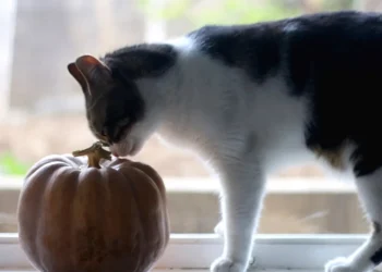peut-on-donner-de-la-citrouille-a-son-chat