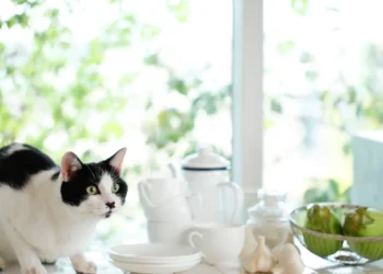 Peut-on donner de l'ail au chat