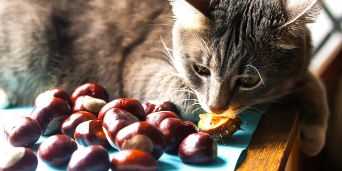 peut-on-donner-des-chataignes-aux-chats