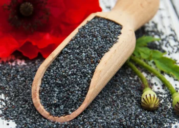 peut-on-donner-des-graines-de-coquelicot-au-chat