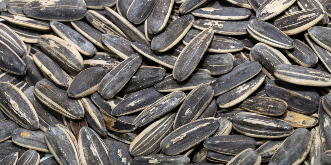 peut-on-donner-des-graines-de-tournesol-aux-chats