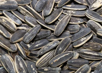peut-on-donner-des-graines-de-tournesol-aux-chats