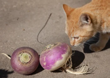 peut-on-donner-des-navets-au-chat