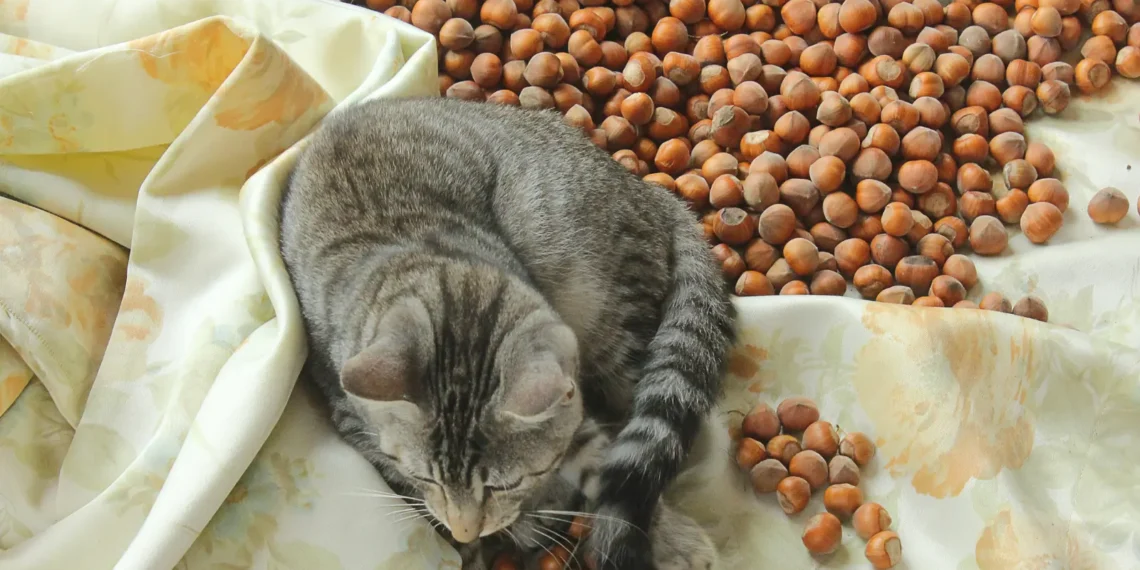 peut-on-donner-des-noisettes-aux-chats