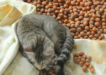 peut-on-donner-des-noisettes-aux-chats