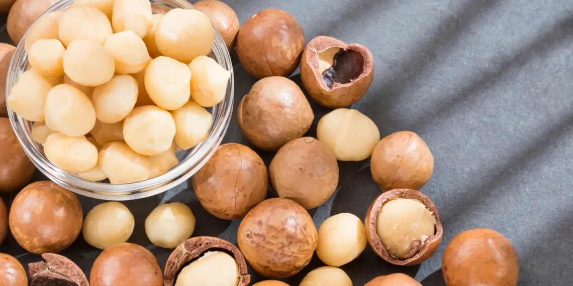 peut-on-donner-des-noix-de-macadamia-aux-chats