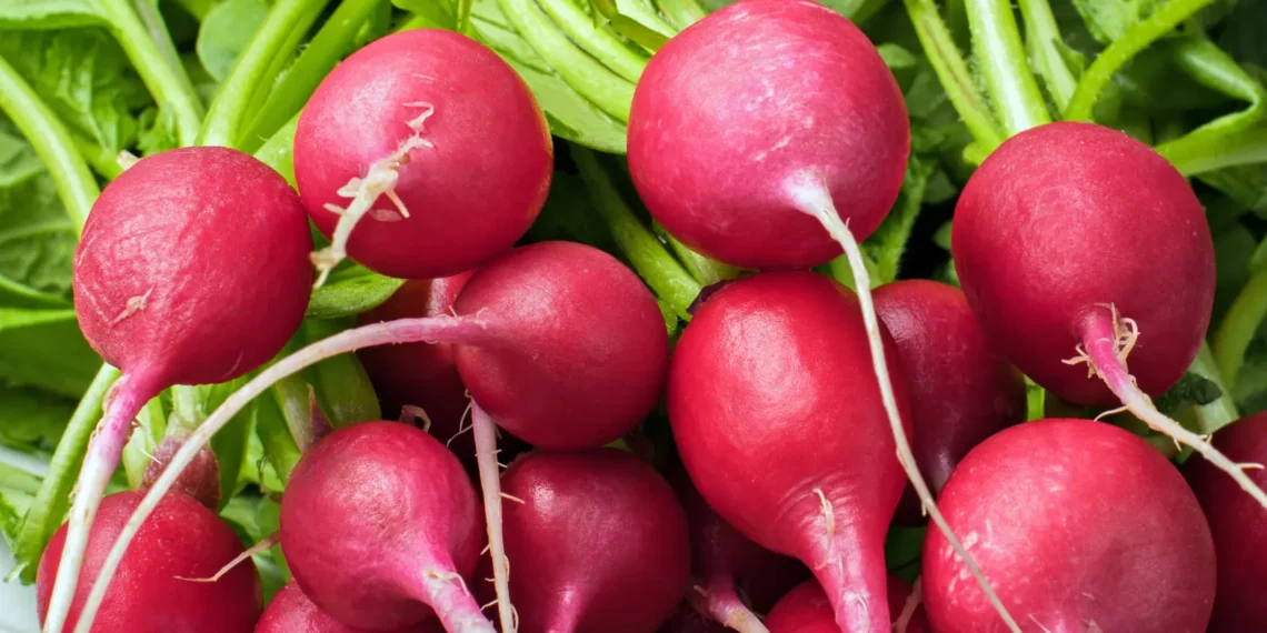 peut-on-donner-des-radis-au-chat