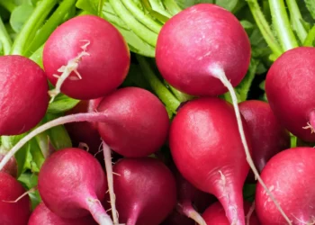 peut-on-donner-des-radis-au-chat