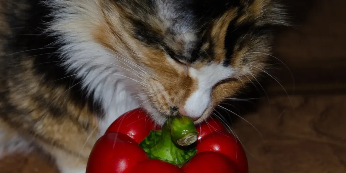 peut-on-donner-du-poivron-au-chat
