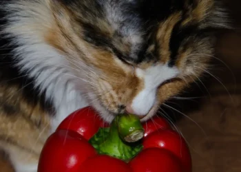 peut-on-donner-du-poivron-au-chat