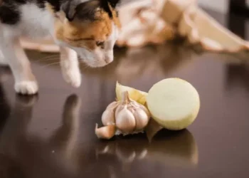 peut-on-donner-de-loignon-a-un-chat