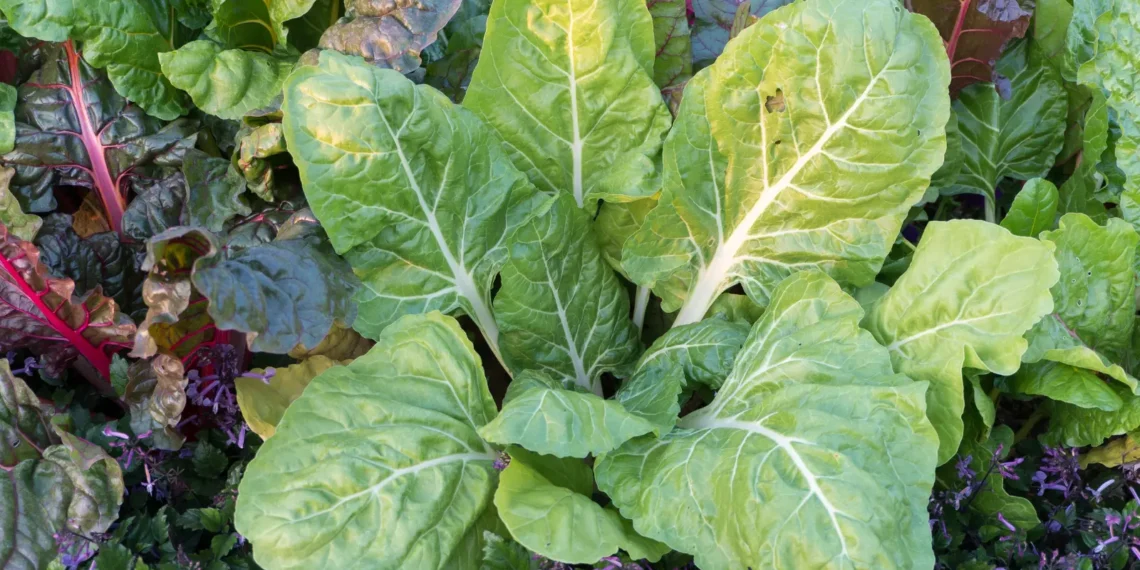 peut-on-donner-des-blettes-aux-chats