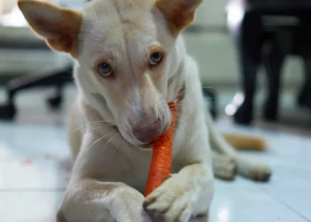 Peut-on donner des carottes à un chien?
