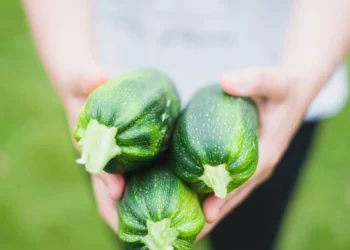 Peut-on donner des courgettes à un chien