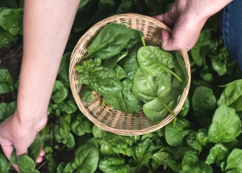 Peut-on donner des épinards à un chien?