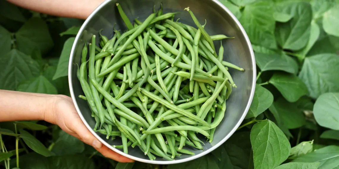 Peut-on donner des haricots verts à son chien