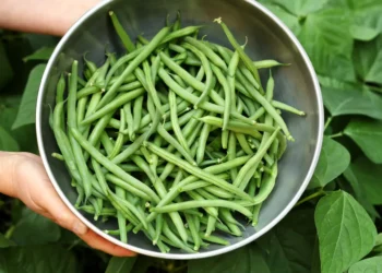 Peut-on donner des haricots verts à son chien
