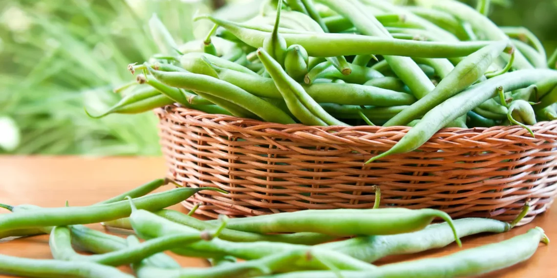 Peut on donner des haricots verts à un chat