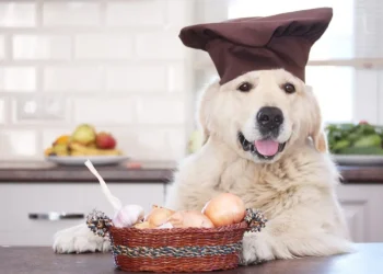 Peut-on donner des oignons à son chien