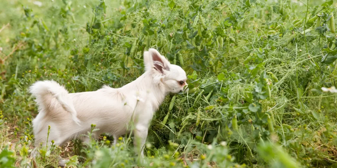 Peut-on donner des pois à son chien