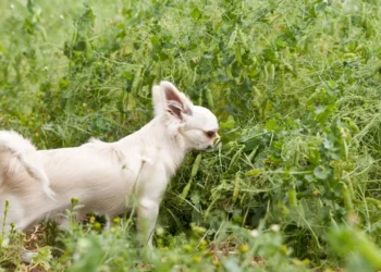 Peut-on donner des pois à son chien