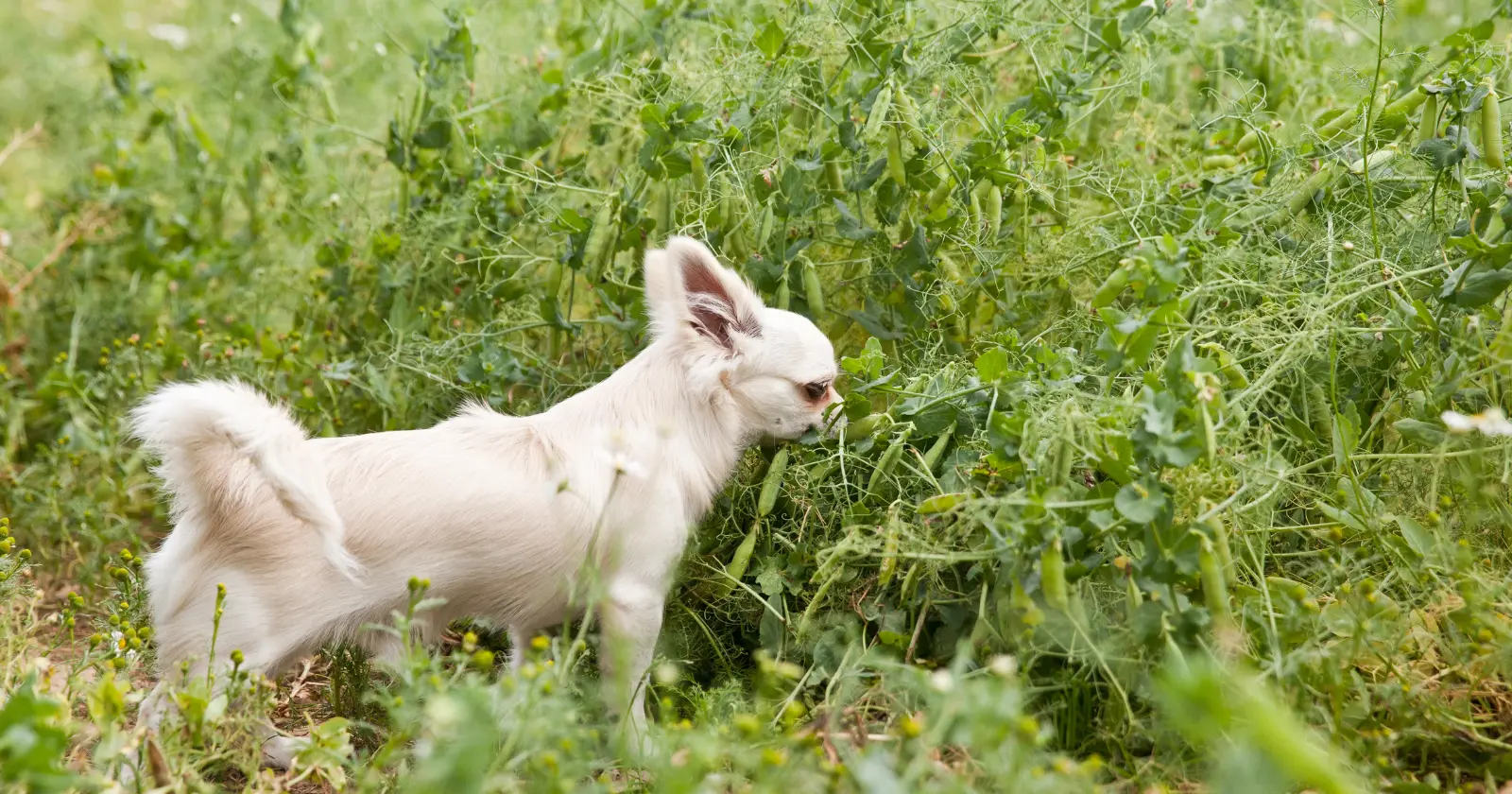 Peuton donner des pois à son chien?