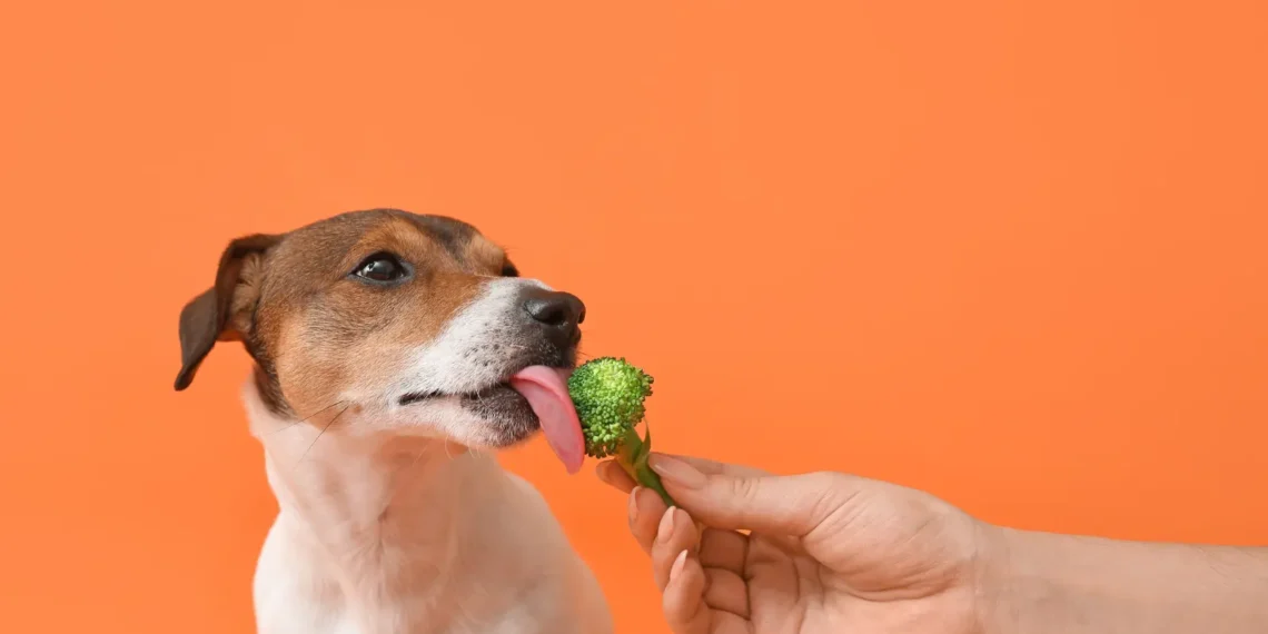 Peut-on donner du brocoli à son chien?