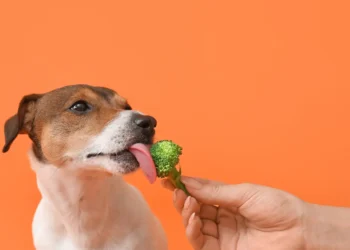 Peut-on donner du brocoli à son chien?