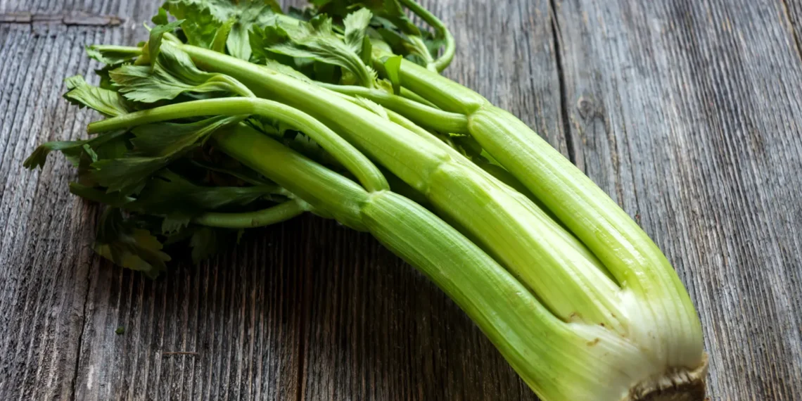 peut-on-donner-du-celeri-a-un-chat