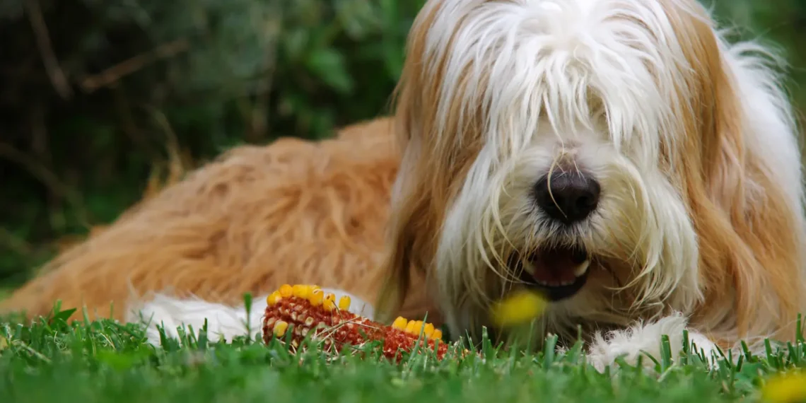 Peut-on donner du maïs à un chien