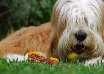 Peut-on donner du maïs à un chien